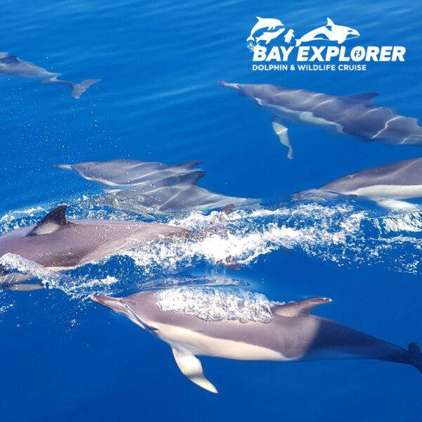 wildlife adventure package (4)